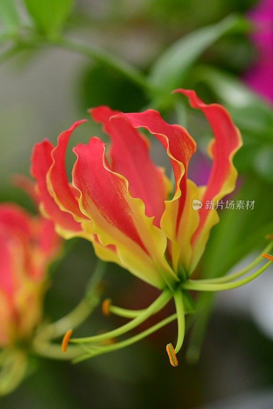 Gloriosa/火焰百合/攀缘百合/荣耀百合